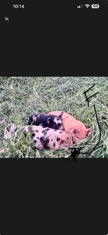 Kune Kune Piglets available To go now - Photo 5