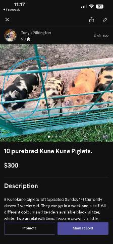 Kune Kune Piglets available To go now - Photo 6