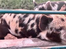 Kune Kune Piglets available To go now - Photo 7