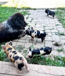 Kune Kune Piglets available To go now - Photo 8