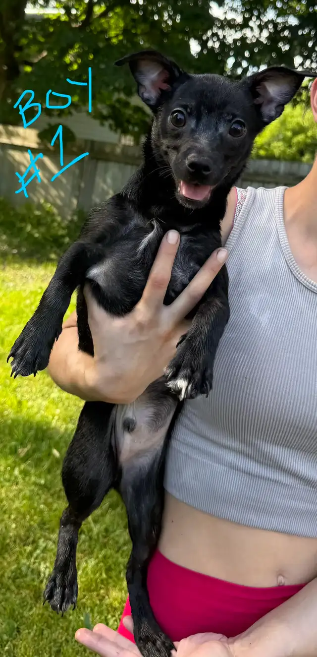 Chihuahua Minature Pincer Mix Puppies