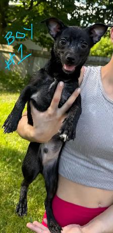 Chihuahua Minature Pincer Mix Puppies