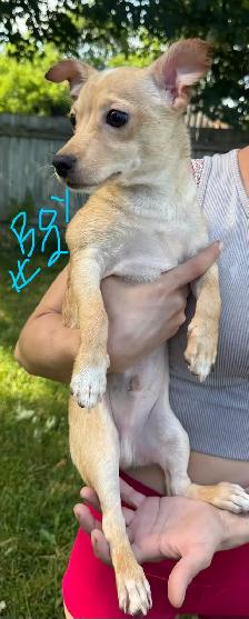 Chihuahua Minature Pincer Mix Puppies - Photo 2