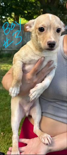 Chihuahua Minature Pincer Mix Puppies - Photo 3