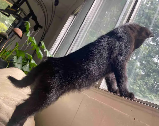 kittens for sale