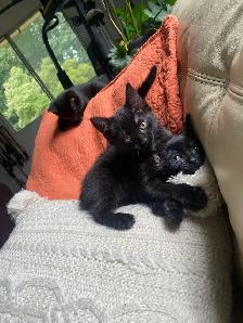 kittens for sale - Photo 2
