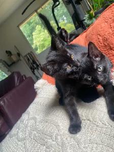 kittens for sale - Photo 3