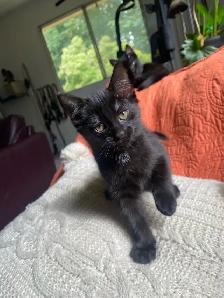 kittens for sale - Photo 4