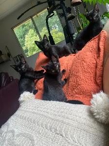 kittens for sale - Photo 5