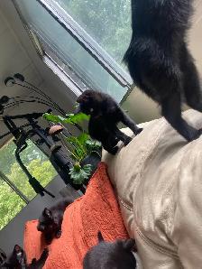 kittens for sale - Photo 6