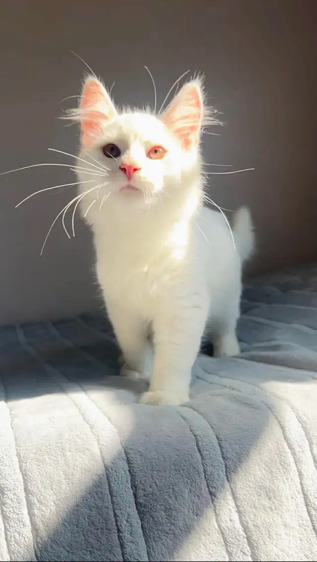 Siberian male kitten