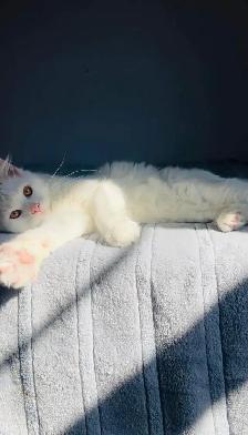 Siberian male kitten - Photo 6