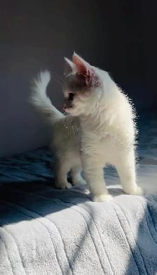 beautiful Siberian male kitten - Photo 5