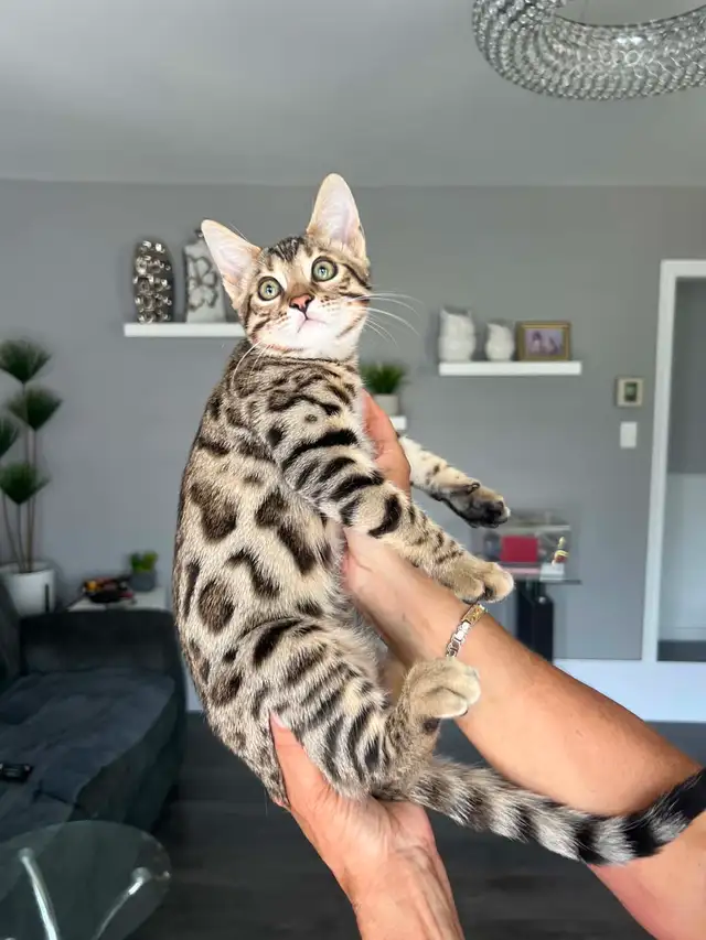 Bengal pure race (TICA)