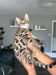 Bengal pure race (TICA)