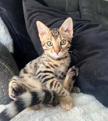 Bengal pure race (TICA) - Photo 2