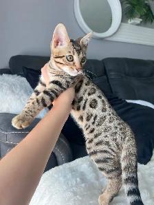 Bengal pure race (TICA) - Photo 3
