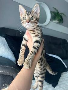 Bengal pure race (TICA) - Photo 4