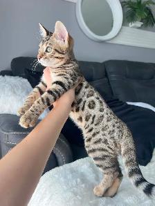 Bengal pure race (TICA) - Photo 5