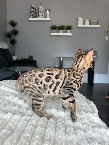 Bengal pure race (TICA) - Photo 6