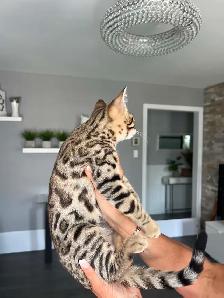 Bengal pure race (TICA) - Photo 7