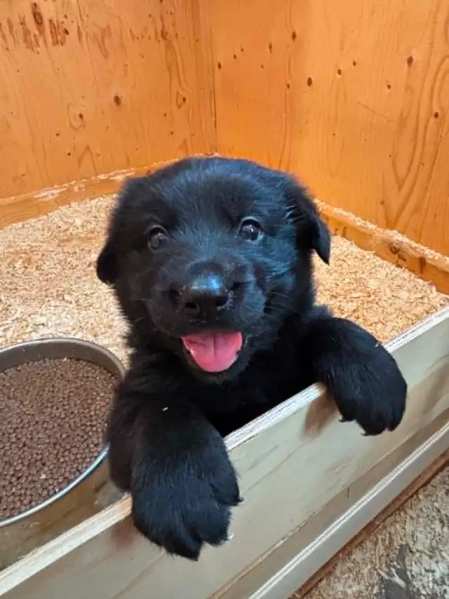 Adorable Male Golden Shepherd Puppy! The perfect mix!