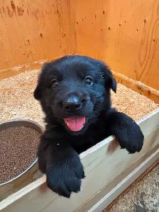 Adorable Male Golden Shepherd Puppy! The perfect mix!