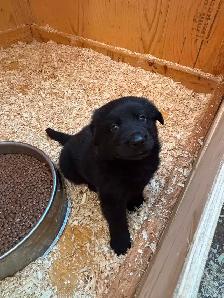 Adorable Male Golden Shepherd Puppy! The perfect mix! - Photo 2