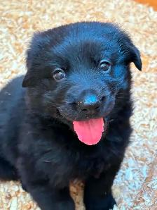 Adorable Male Golden Shepherd Puppy! The perfect mix! - Photo 3
