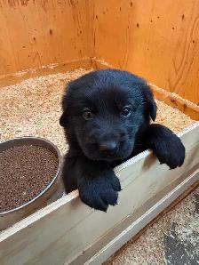 Adorable Male Golden Shepherd Puppy! The perfect mix! - Photo 4