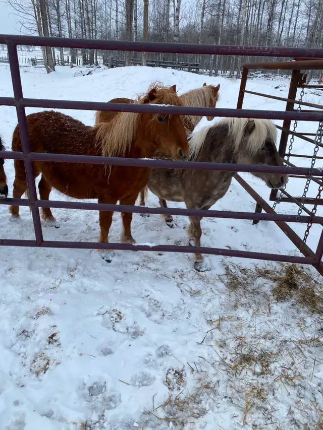 Miniature Horses to Give Away