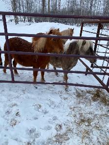 Miniature Horses to Give Away