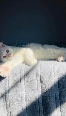 Siberian me fluffy white kitten - Photo 5