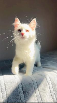 Kitten Siberian for sale