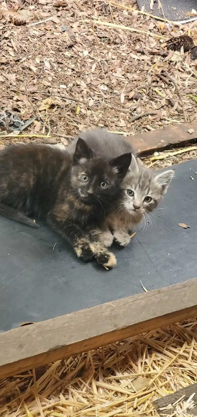 Kittens for rehoming