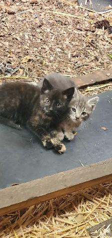Kittens for rehoming