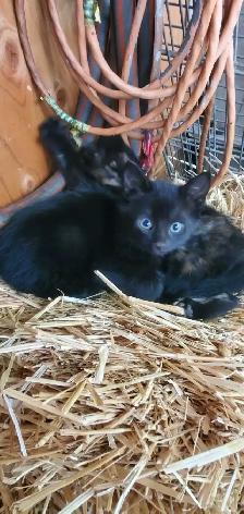 Kittens for rehoming - Photo 2