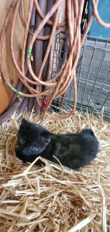 Kittens for rehoming - Photo 3