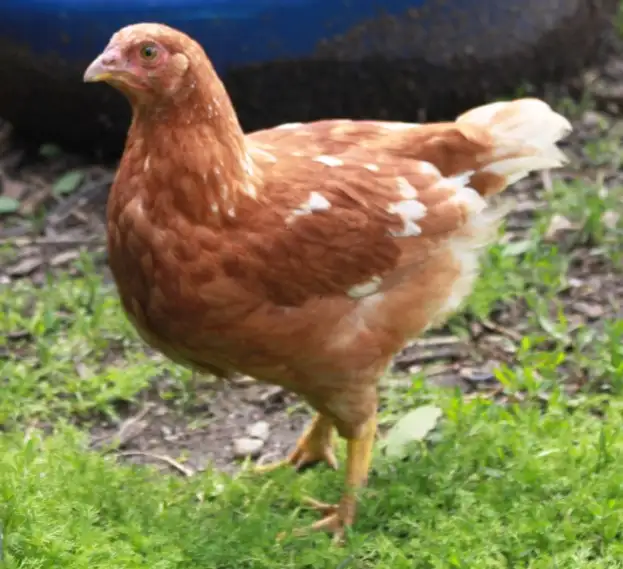 Young Hens (pullets), ISA Brown, only 4 left