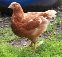 Young Hens (pullets), ISA Brown, only 4 left