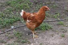 Young Hens (pullets), ISA Brown, only 4 left - Photo 2
