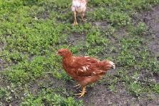Young Hens (pullets), ISA Brown, only 4 left - Photo 3