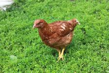 Young Hens (pullets), ISA Brown, only 4 left - Photo 4