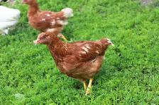 Young Hens (pullets), ISA Brown, only 4 left - Photo 5