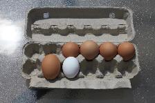 Young Hens (pullets), ISA Brown, only 4 left - Photo 6