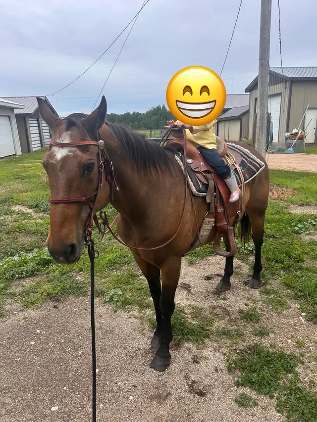 24 yr old Gelding