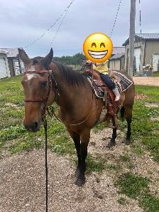 24 yr old Gelding