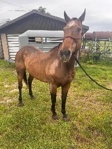 24 yr old Gelding - Photo 2
