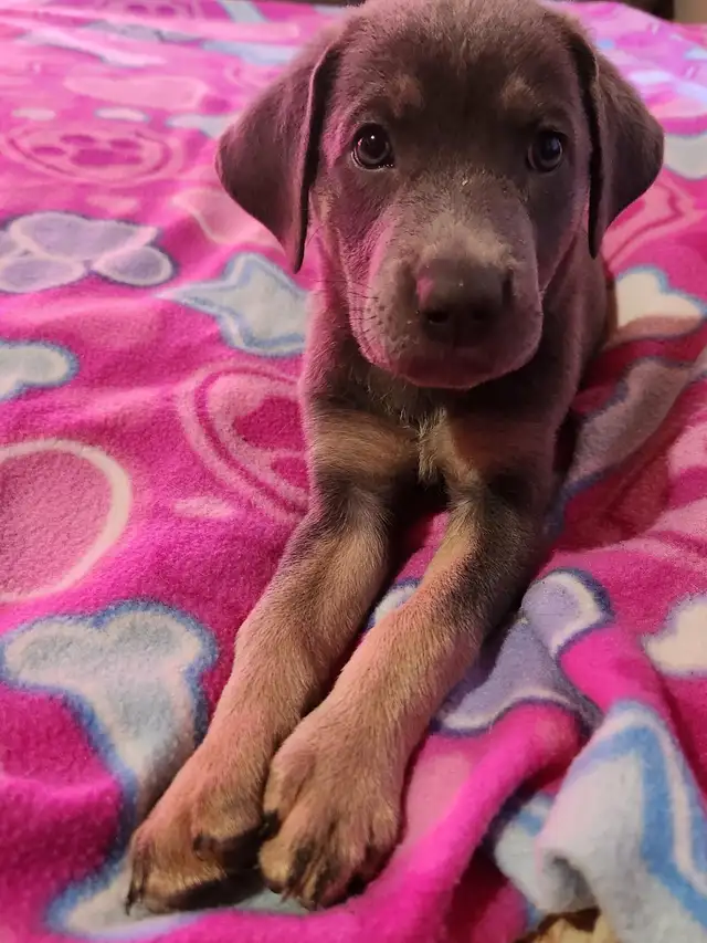 8 Silver Rotweiller/Shepard Mix Puppies