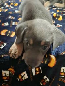 8 Silver Rotweiller/Shepard Mix Puppies - Photo 2